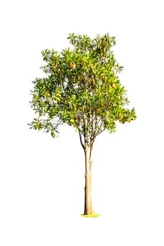 Tree isolated on white background Stock Photos