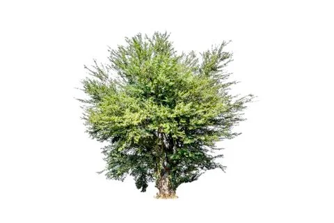 Tree isolated on white background Foto stock