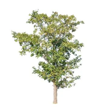 Tree on isolated white background Stock Photos