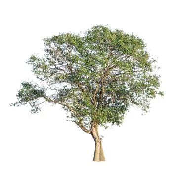 Tree on isolated white background Stock Photos