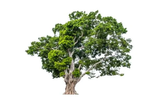 Tree isolated on white background Stock Photos
