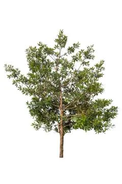 Tree isolated on a white background. Stock-Fotos