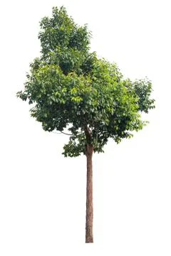 Tree isolated on a white background. Foto stock