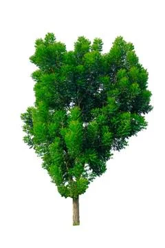 Tree isolated on a white background. Stock Photos