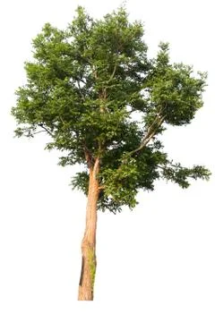 Tree isolated on a white background. 스톡 사진