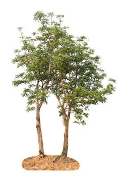 Tree isolated on a white background. Stock Photos