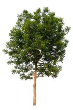 Tree isolated on a white background. Foto stock