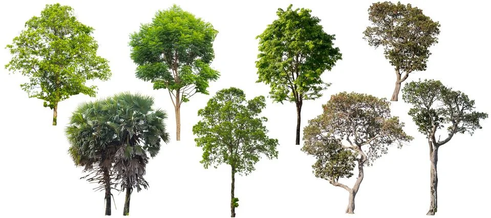 Tree isolated on a white background. Stock Photos