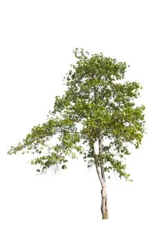 Tree isolated on a white background. 스톡 사진