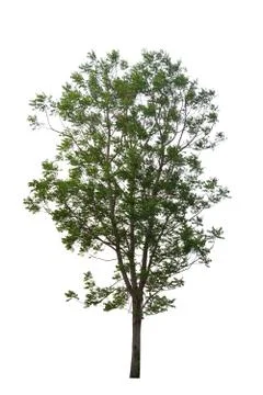 Tree isolated on a white background. Foto stock
