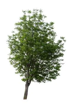 Tree isolated on a white background. Stock Photos