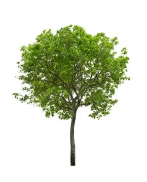 Tree isolated on white background Stock Photos