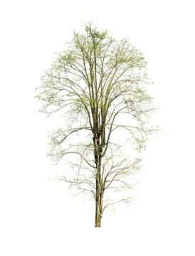 Tree isolated on white background Stock Photos