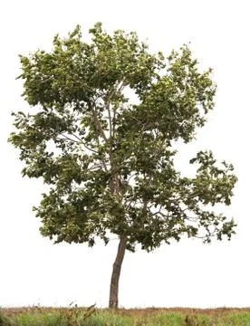 Tree isolated on a white background Foto stock