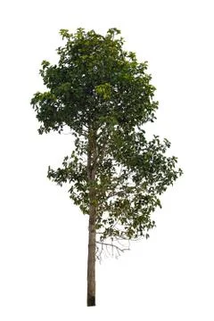 Tree isolated on a white background. Stock-Fotos