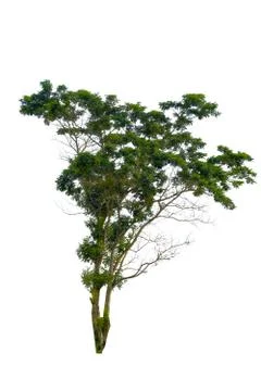 Tree isolated on a white background. 스톡 사진