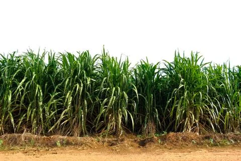 Tree isolated on a white background. Stock-Fotos
