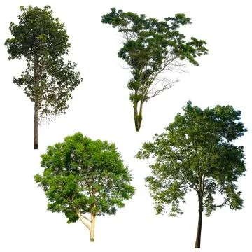 Tree isolated on a white background. Stock Photos