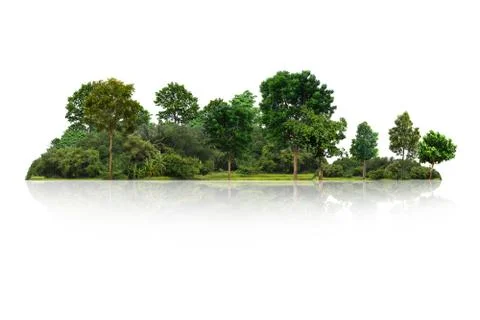 Tree isolated on white background Stock Photos