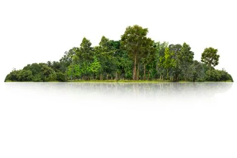 Tree isolated on white background Stock Photos