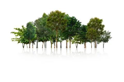 Tree isolated on white background Stock Photos