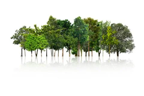 Tree isolated on white background Stock Photos