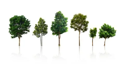 Tree isolated on white background Stock Photos