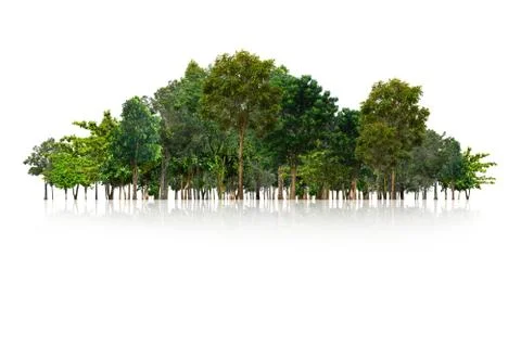 Tree isolated on white background Foto stock