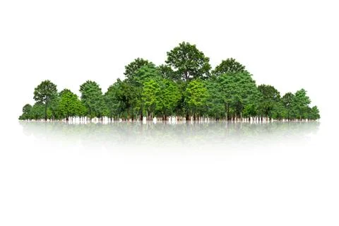 Tree isolated on white background Stock Photos