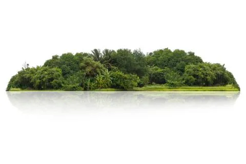 Tree isolated on white background Stock Photos