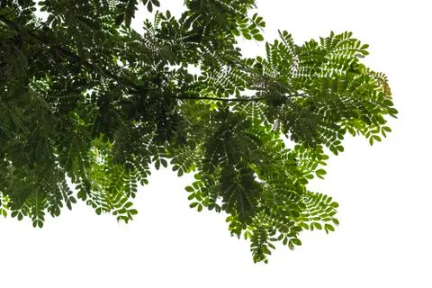 Tree isolated on white background Stock Photos