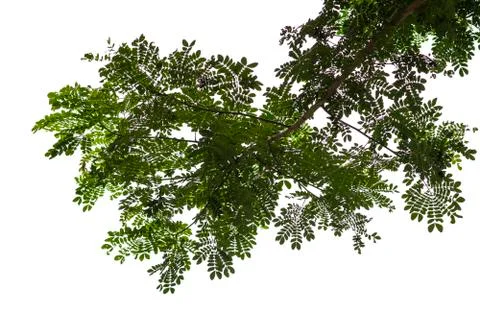 Tree isolated on white background Stock Photos