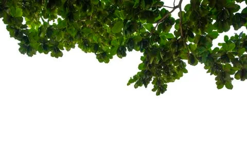 Tree isolated on white background Foto stock