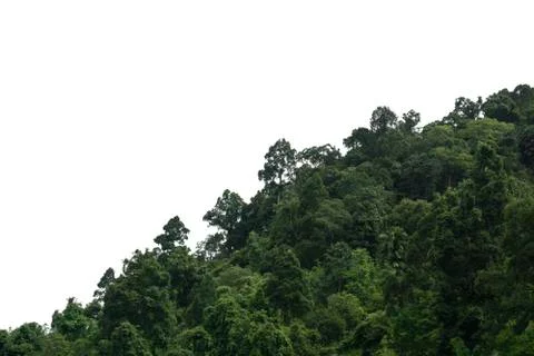Tree isolated on white background Stock-Fotos