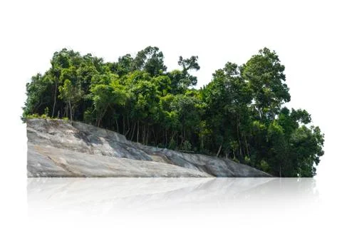 Tree isolated on white background Stock Photos