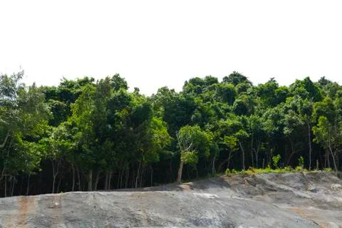 Tree isolated on white background Stock Photos
