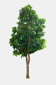 Tree isolated on white background Foto stock