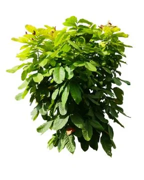 Tree isolated on white background Stock Photos