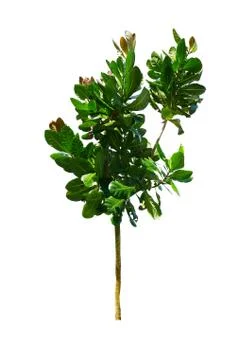 Tree isolated on white background Stock Photos