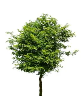 Tree isolated on white background Stock Photos