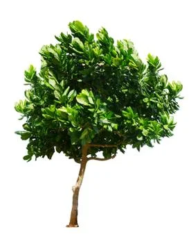 Tree isolated on white background Stock Photos