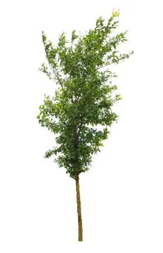 Tree isolated on white background Stock Photos