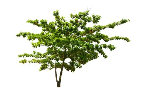 Tree isolated on white background Stock Photos