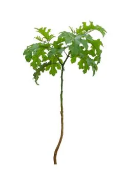 Tree isolated on white background Stock Photos