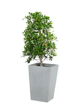 Tree isolated on white background Stock Photos