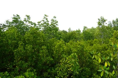 Tree isolated on white background Stock Photos