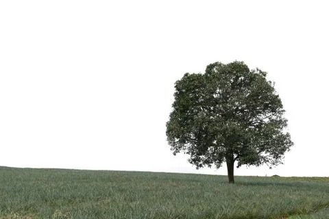 Tree isolated on white background Stock Photos