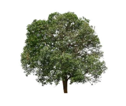 Tree isolated on white background Stock Photos