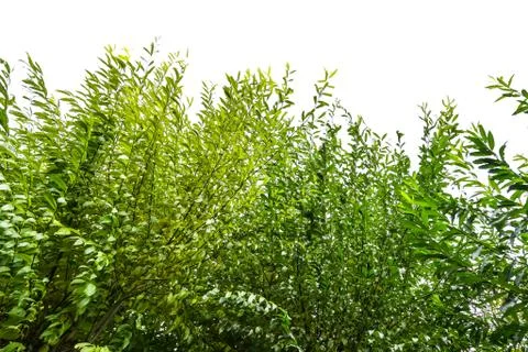 Tree isolated on white background Stock Photos