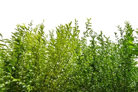 Tree isolated on white background Stock Photos